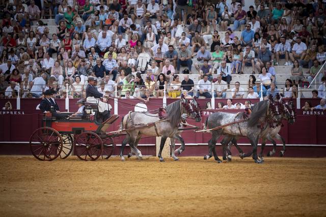 5 caballos