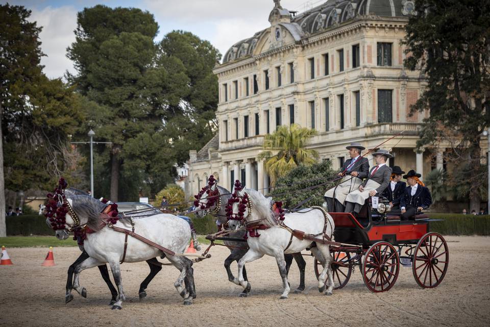 MJV Coches de Caballos