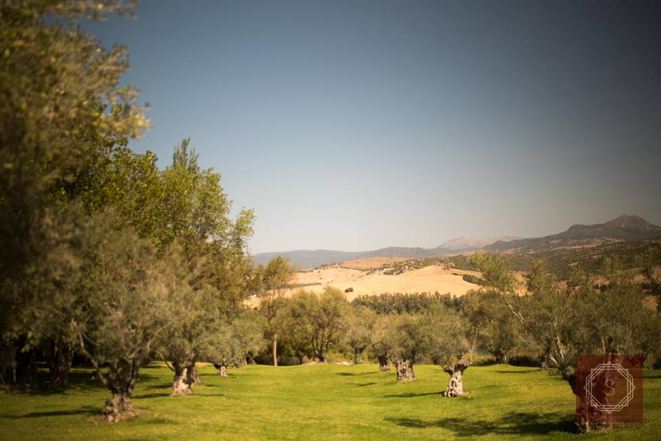 The olive grove/civil ceremony