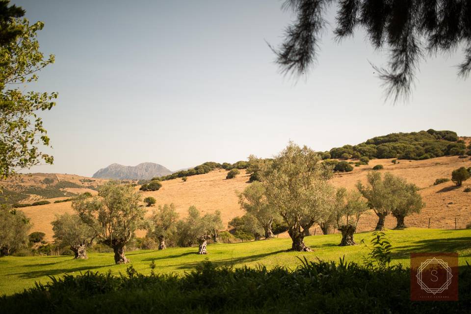 The olive grove/civil ceremony