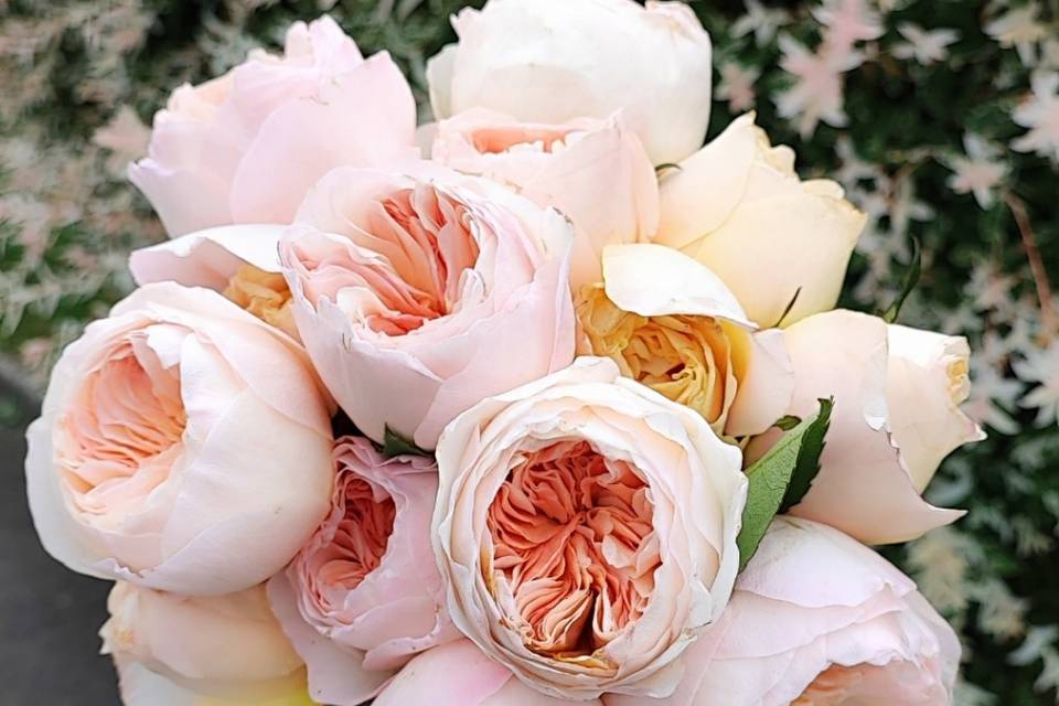 Rosas francesas, Bouquet