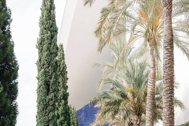 Terraza palmeras