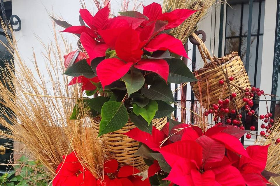 Pascueros inicio de la navidad