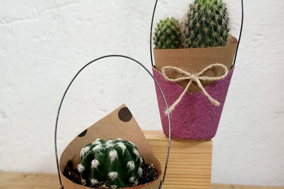 Cesta cactus