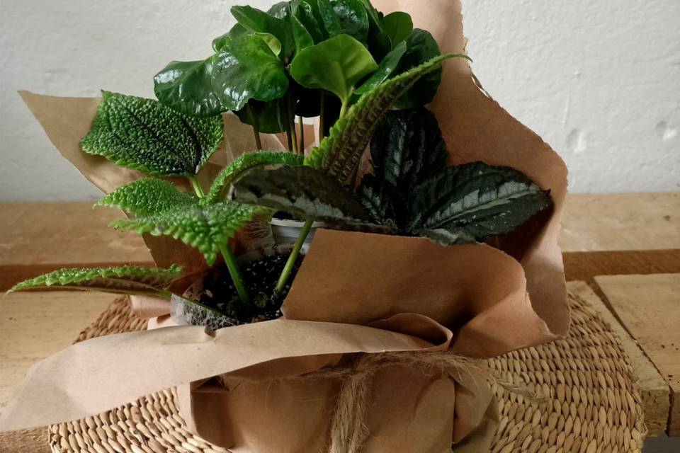 Detalles Mini Plantas