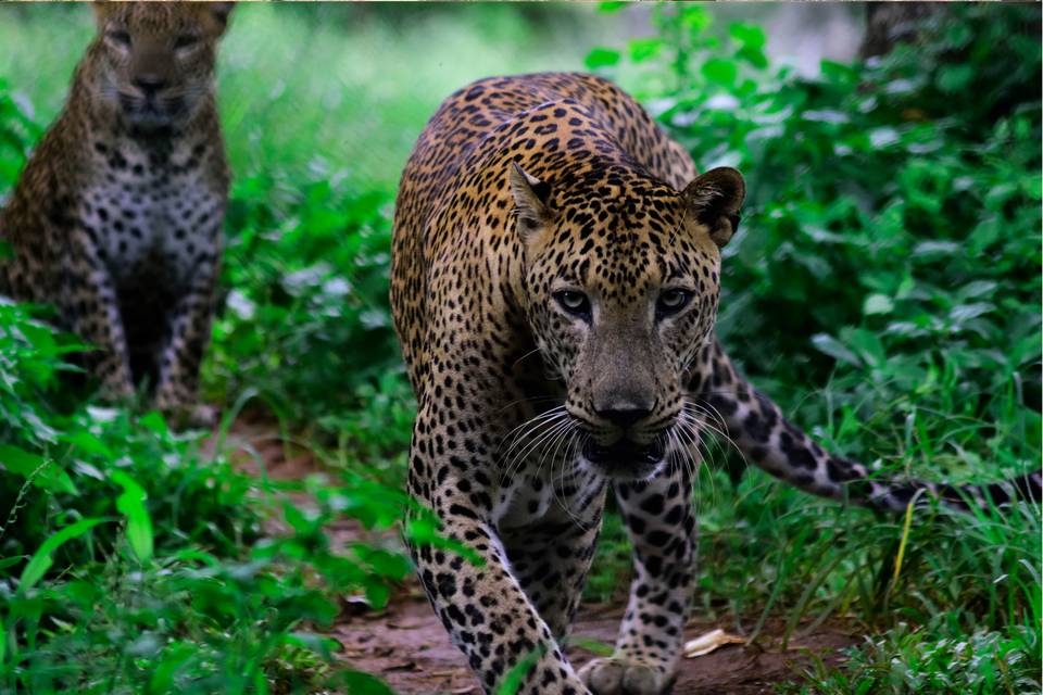 Guepardos en Yala, Sri Lanka