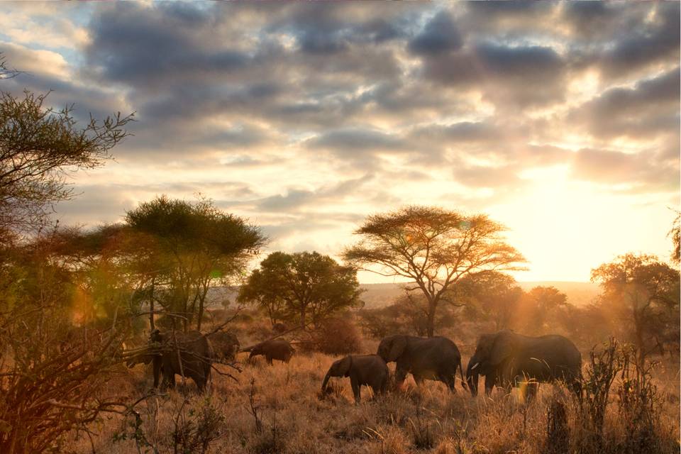 Atardece en Tarangire Tanzania