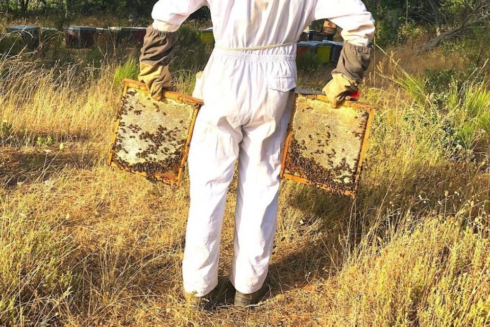 Sorillo Miel Artesanal