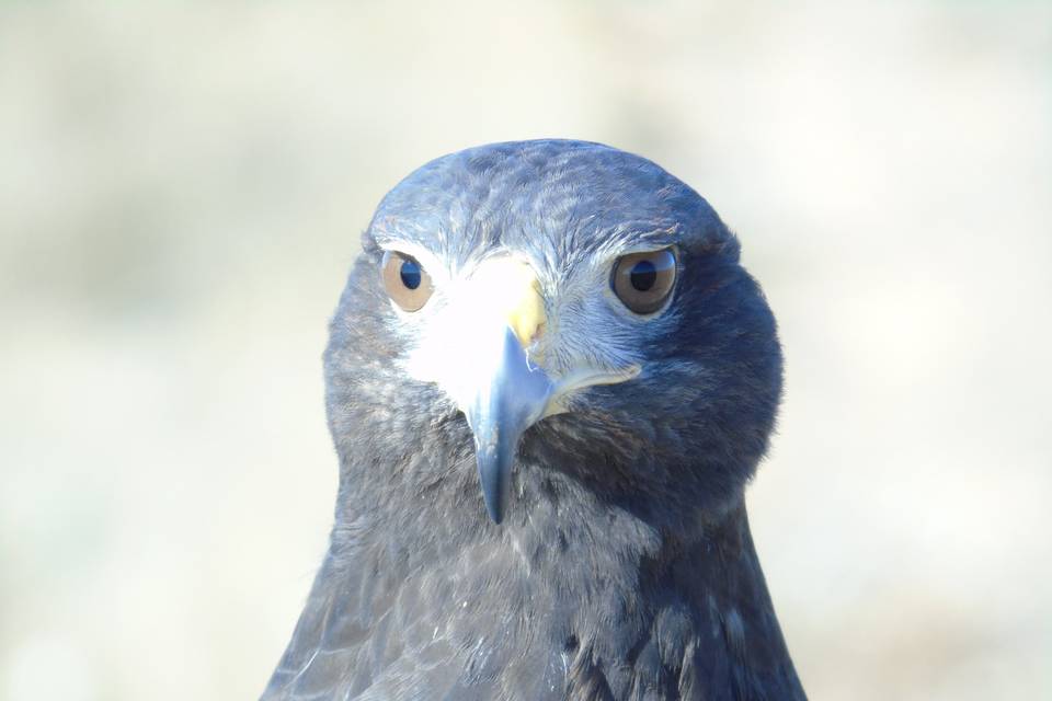 Águila de Harrys