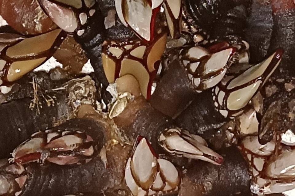 Percebes gallegos