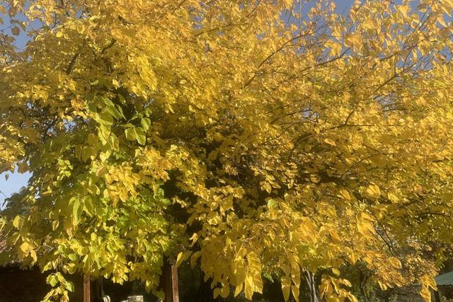 Amplios jardines
