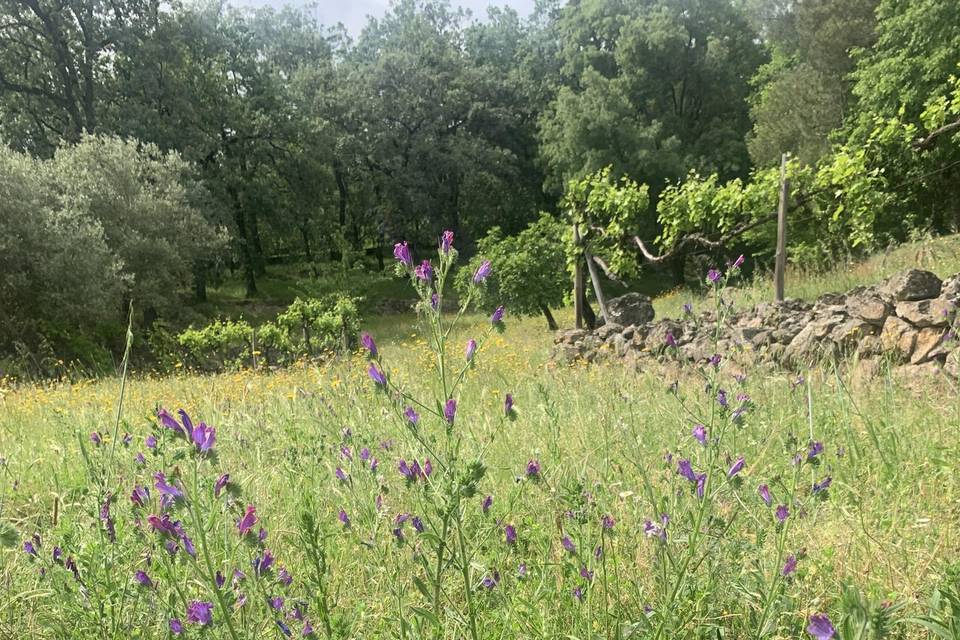 Amplios jardines