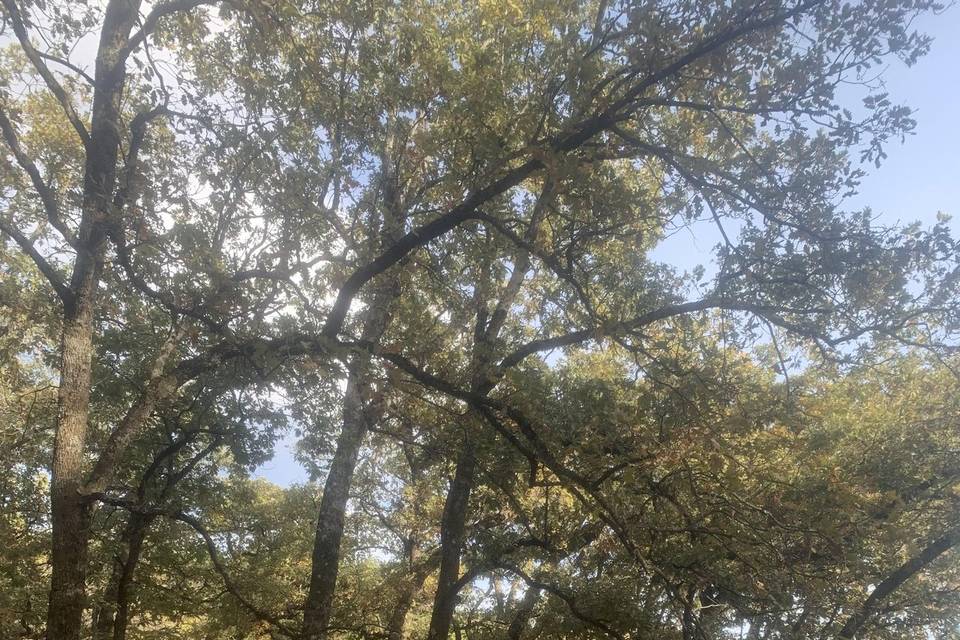 Bosque de robles