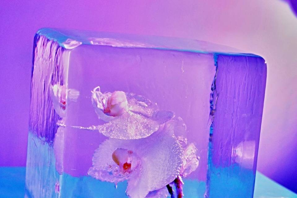 Orquídea congelada
