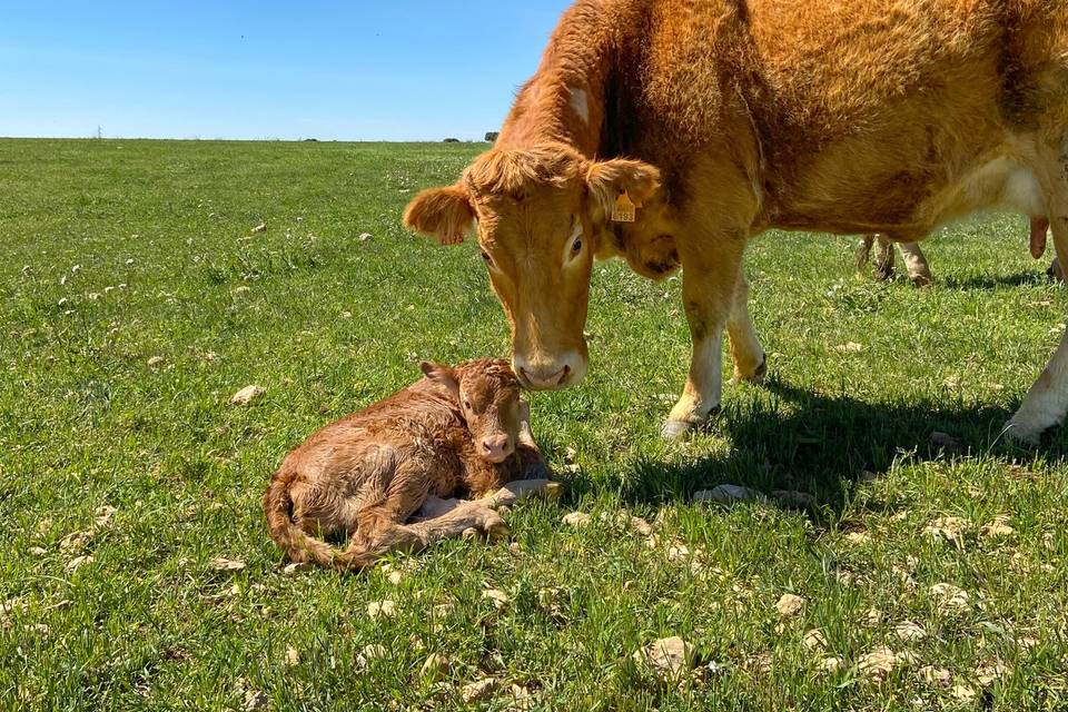 Vaca y ternero