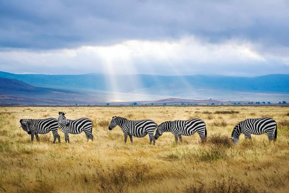 Viaje de aventura, safari