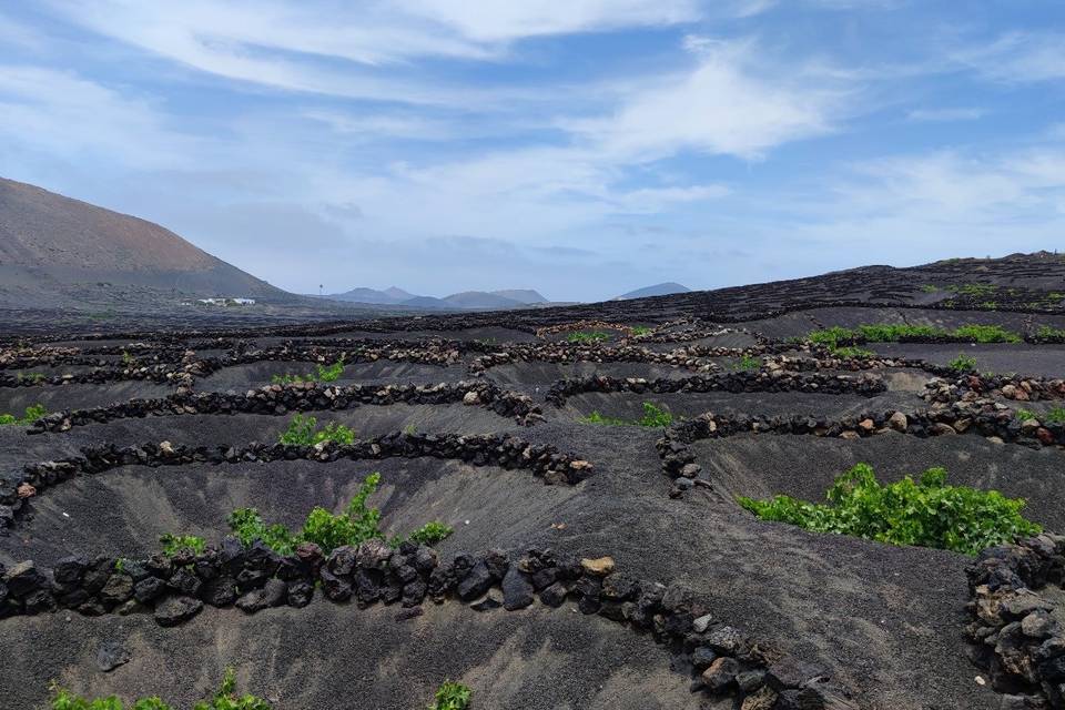 Viñedos, Lanzarote