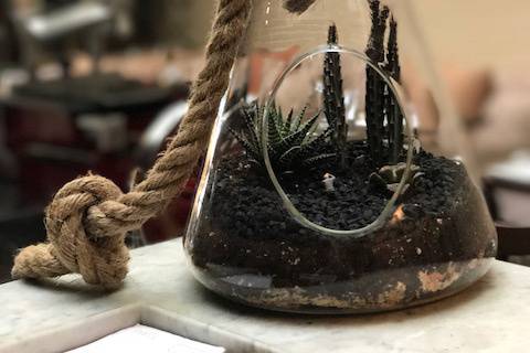 Terrarium de suculuentas