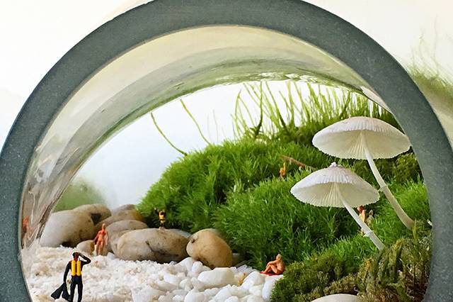 Terrarium Mushroom