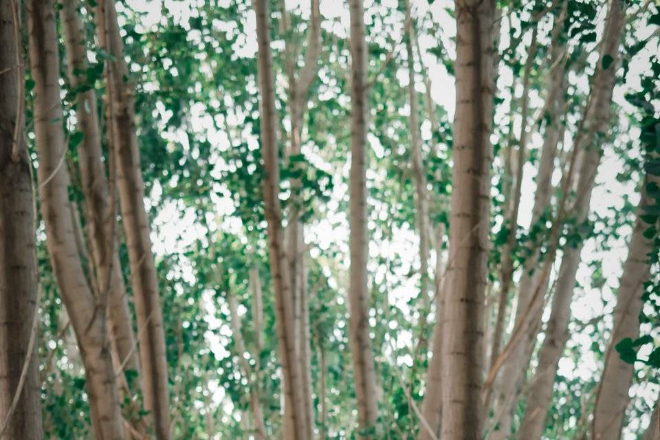 Naturaleza