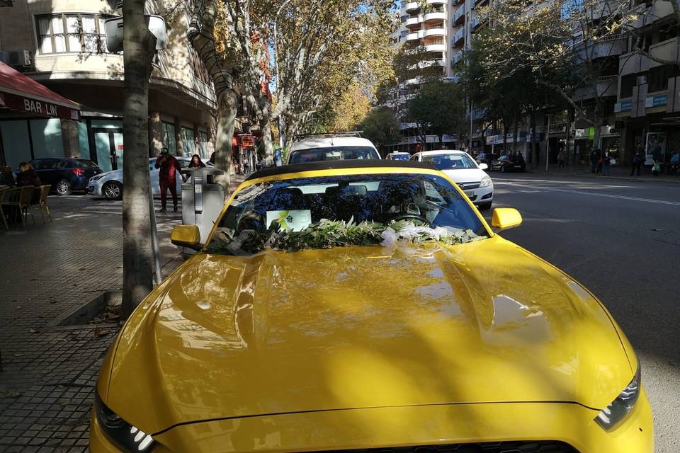 Tallo Floristas