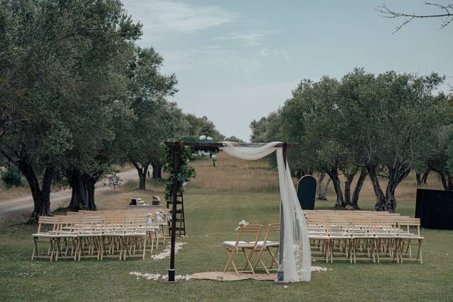 Pasillo nupcial entre olivos