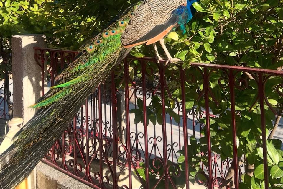 Nuestro compañero