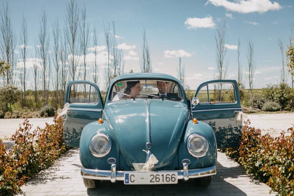 Escarabajo de boda azul