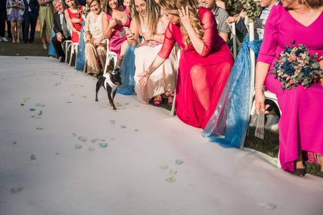 Mascotas en tu boda