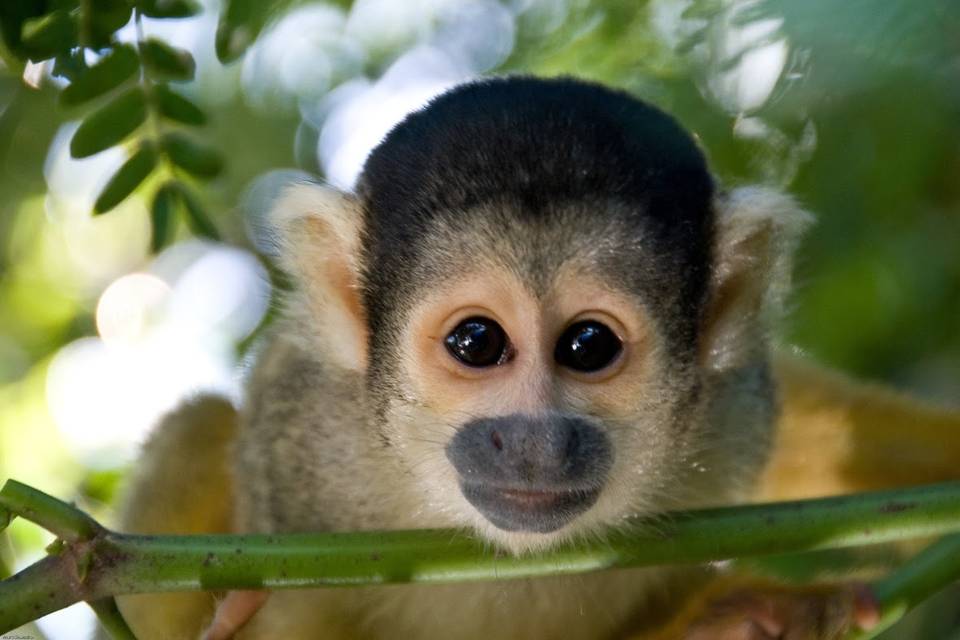 Mono selvático