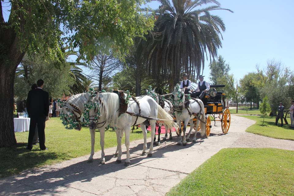 Coche de caballos