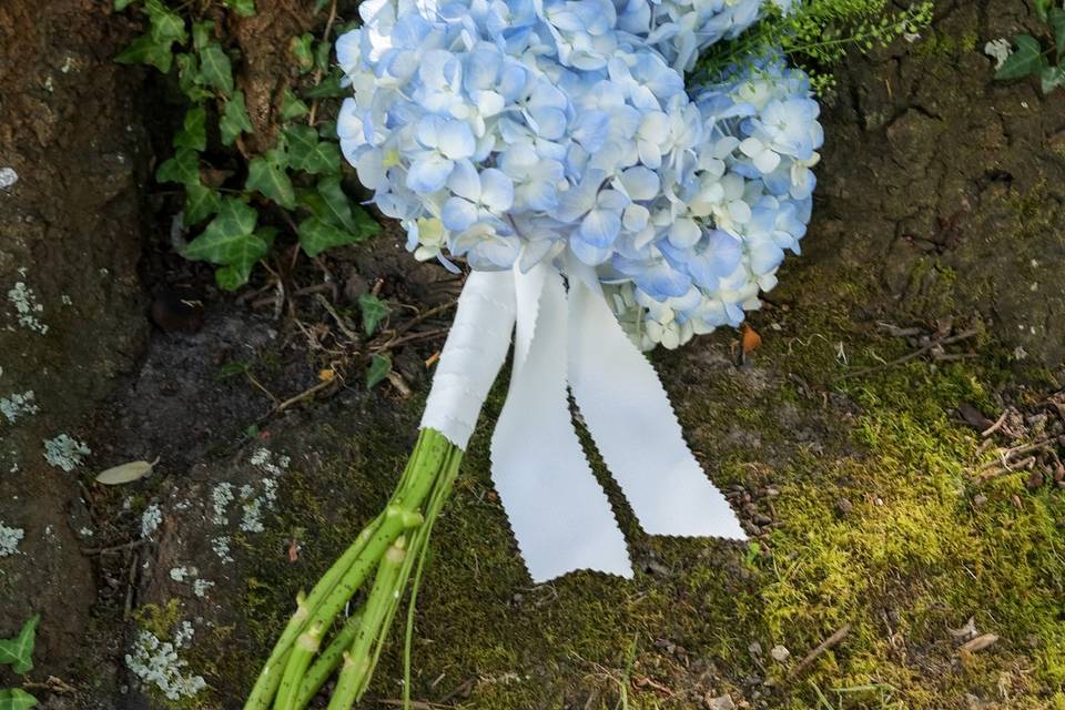 Hortensias