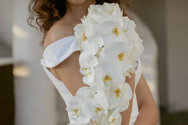 Orquídeas blancas