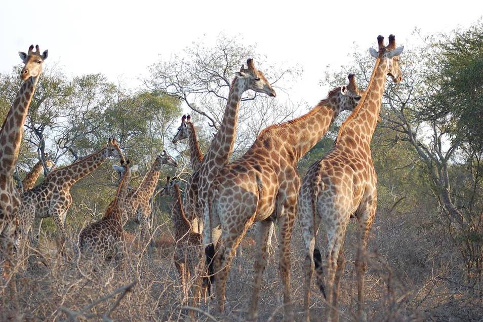 Safari en Sudáfrica