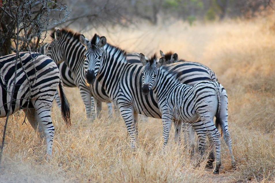 Safari en Sudáfrica