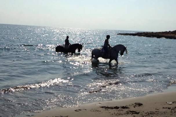 Caballos en el agua