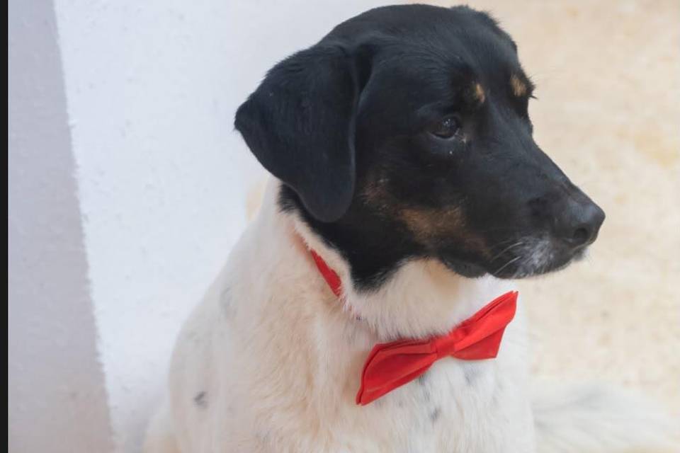 Todos elegantes