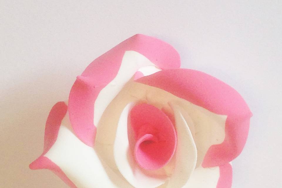 Rosa blanca con ribete rosa