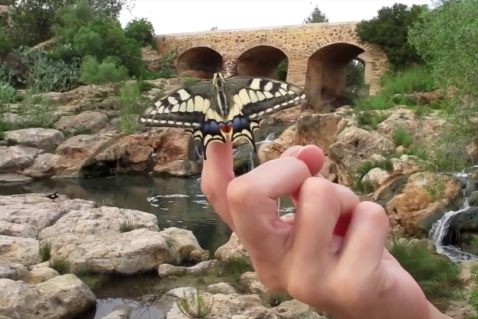 Papilio Macaon río Santa Eular