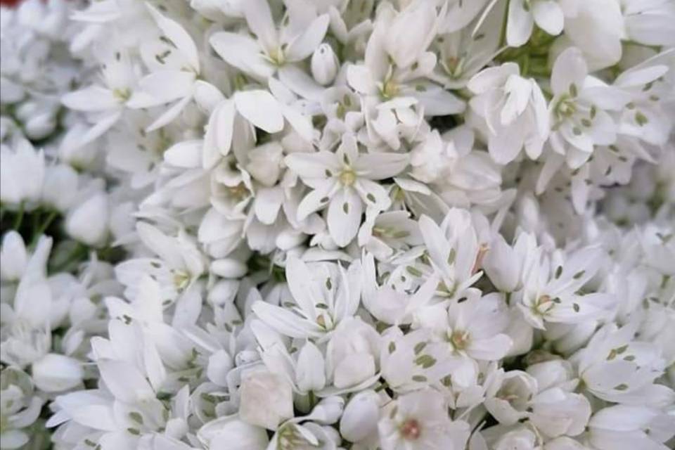 Floristeria Can Murtó