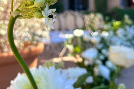 Flores de verano