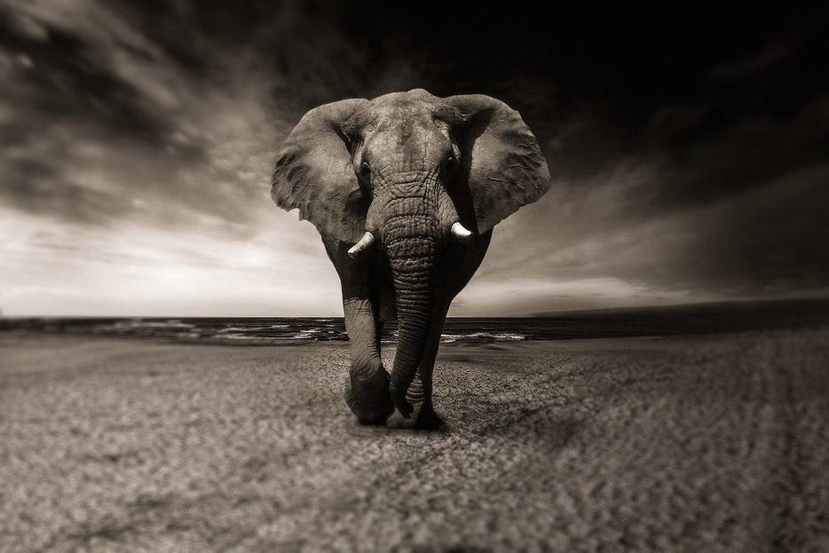 Elefante de África