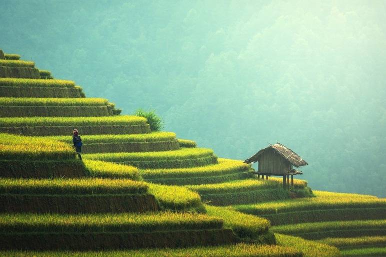 Plantación de arroz de Tailandia