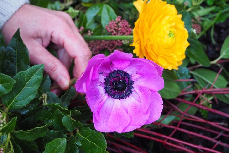 Elegimos las mejores flores