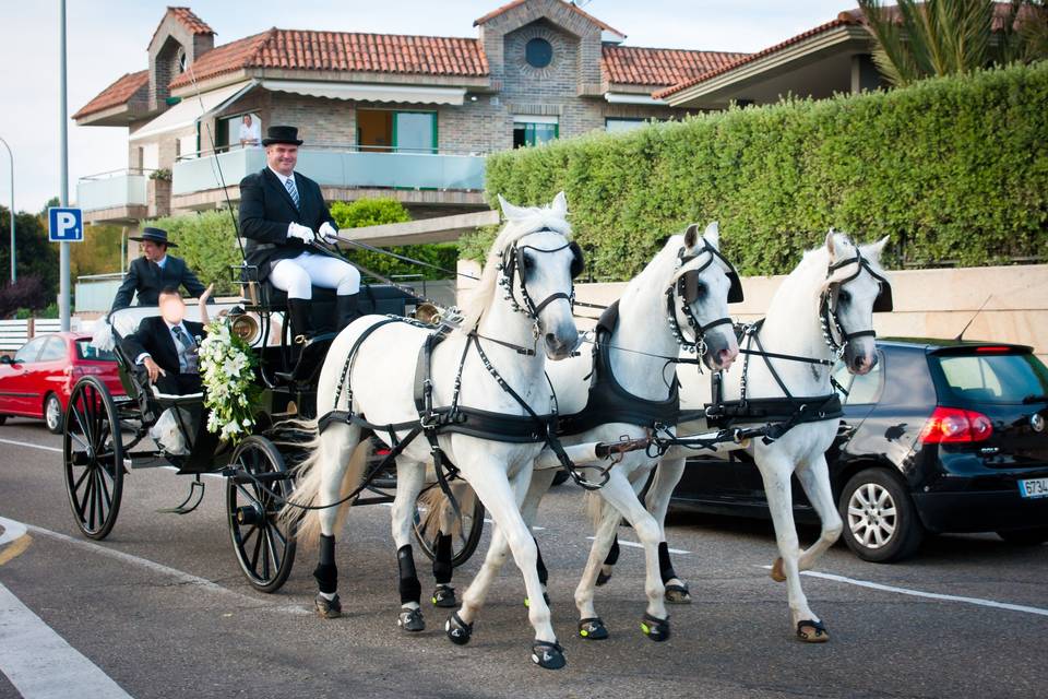 3 caballos blancos