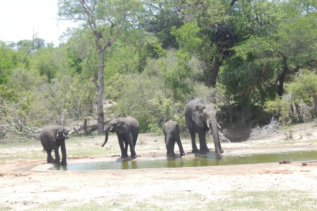 Parque Kruger (Sudafrica)