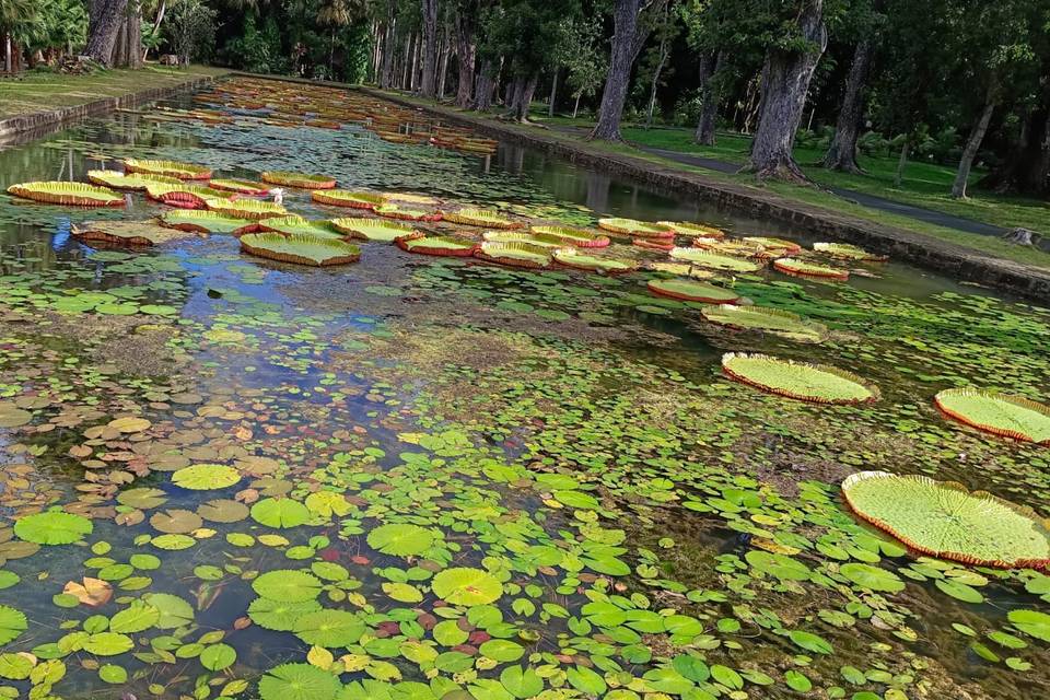 Jardin Botanico de Port louis