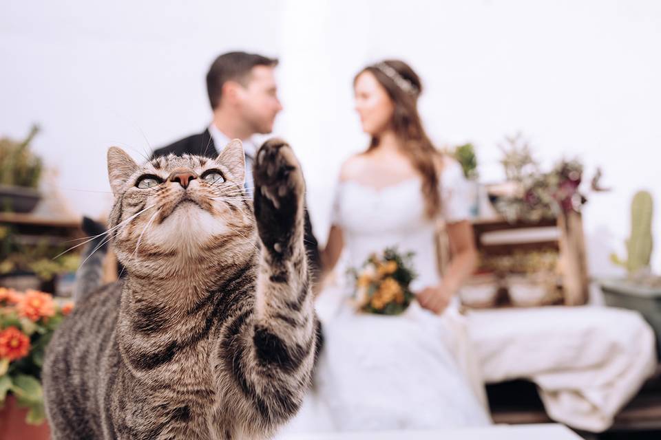 Postboda en Zaragoza