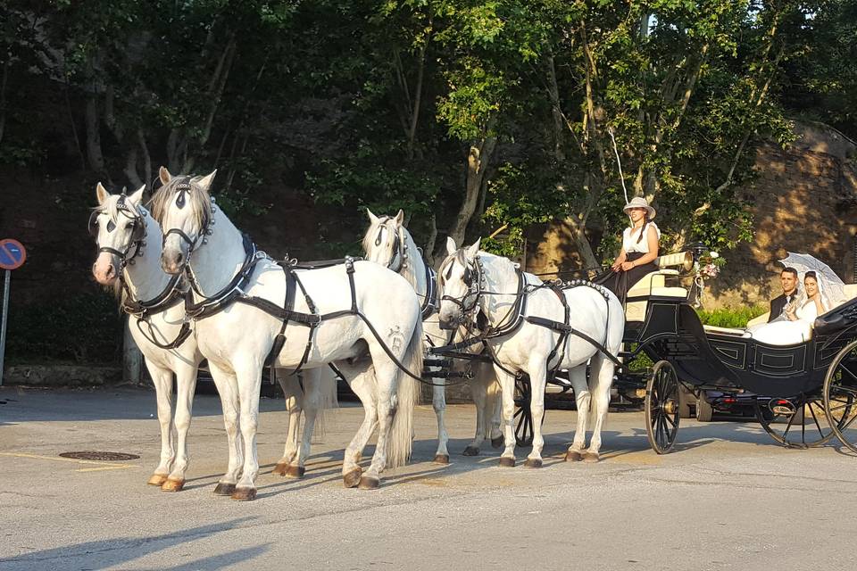 Carruaje de cuatro caballos para bodas