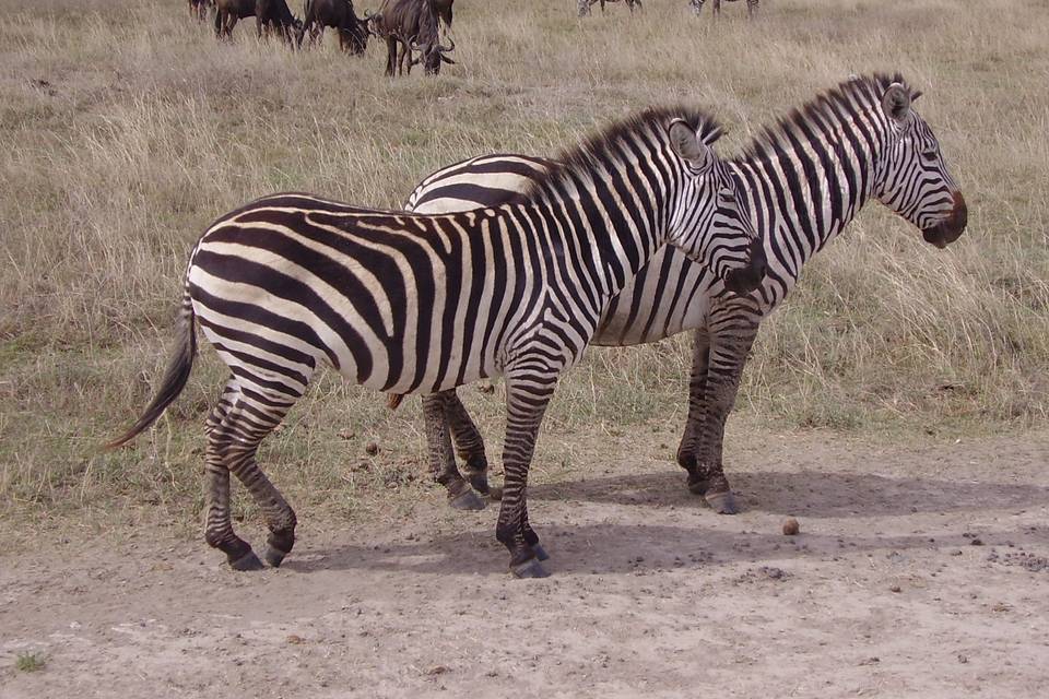 Viajes de novios a Tanzania. Cebras en el Ngorongoro